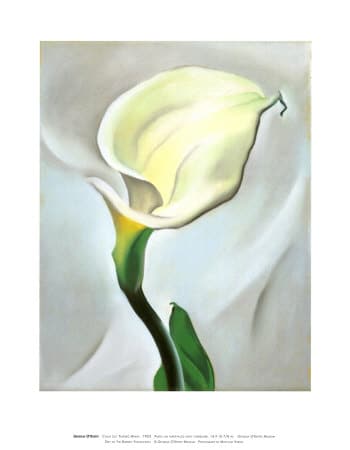 CALLA LILY TURNED AWAY